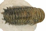 Bargain, Crotalocephalina Trilobite - Foum Zguid, Morocco #181249-2